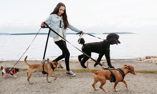A tennage girl walks beside the sea holding 4 dogs on leads